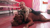 Hulk, 80 kilos, le pitbull le plus gros au monde