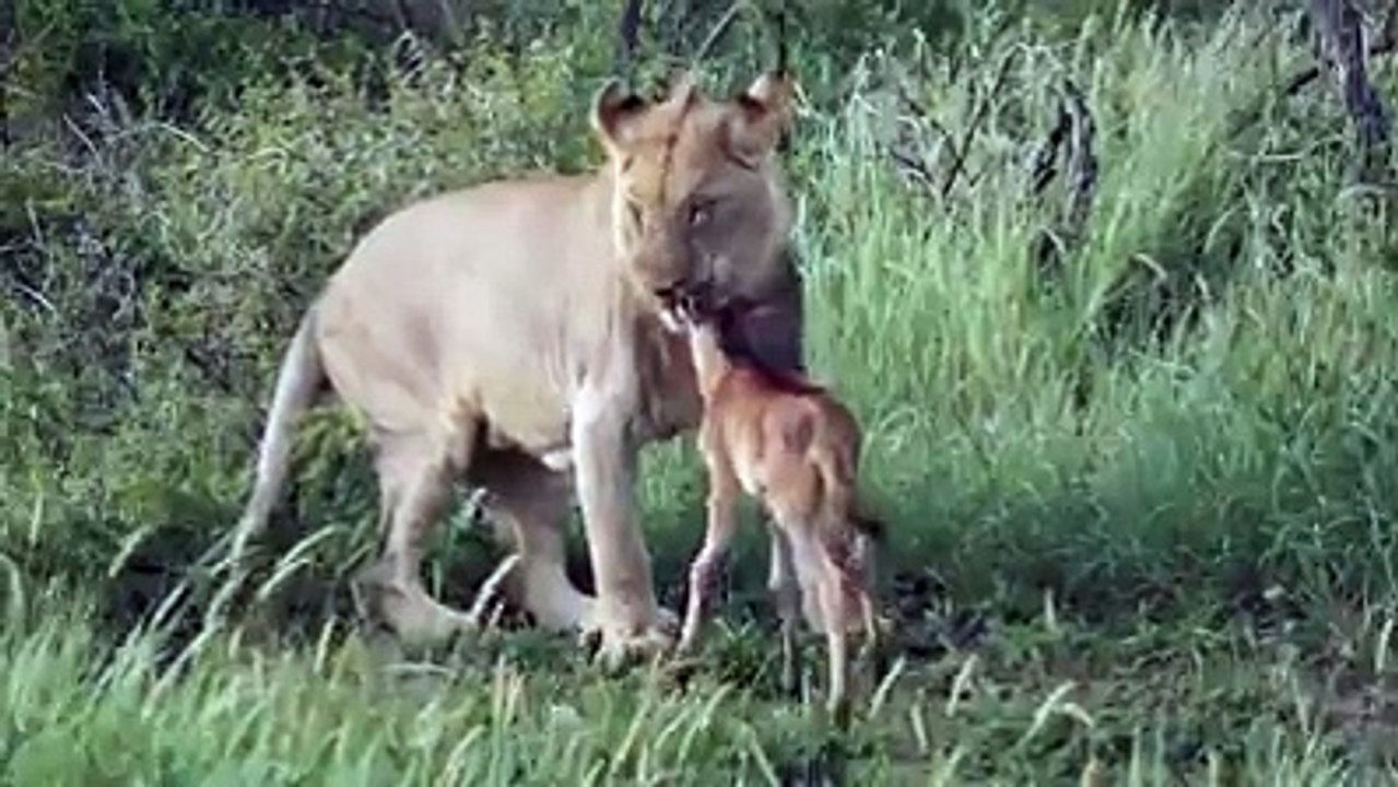 lion save the deer