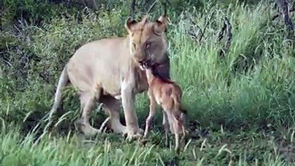 lion save the deer