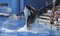 Blackfish Full Movie