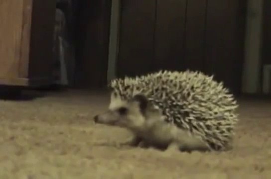 Very Funny Hedgehog Reacts to Voices ! Супер Приколная Реакция Ежика на голоса ! Жесть !