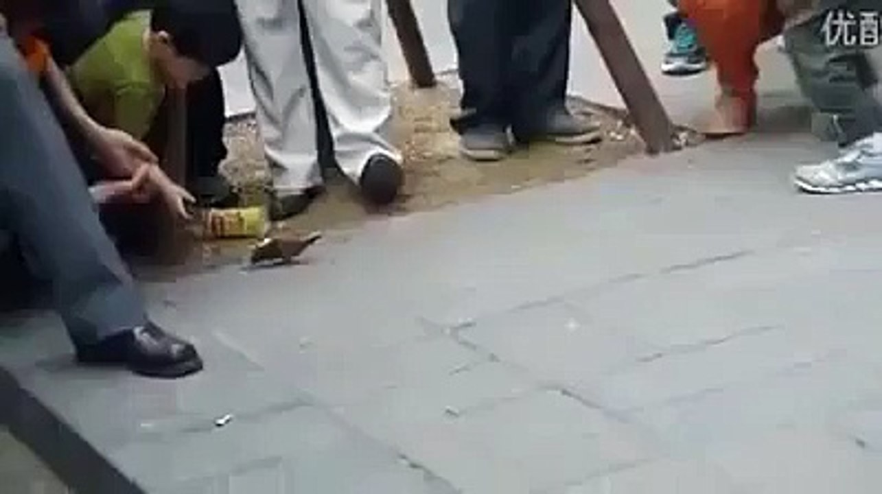 This Is AMAZING Birds