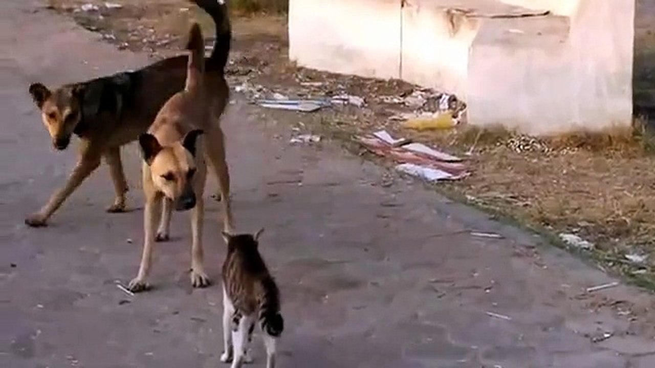 Young Cat vs Pack of Dogs - Funny -  Кот против...