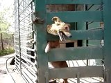 Smart Dog Unlocks Cage