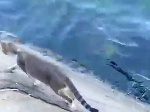 Agile Cat Catches Fish - Ловкий Кот ловит рыбку в пруду !