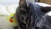 Parrot preens Cat whiskers - Попугай чистит Кошке усы - прикол !