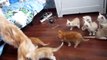 Mum Cat scares Kittens - Funny - Кошка напугала своих Котят - Прикол !