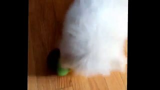 Bichon Frise baby gets his food!