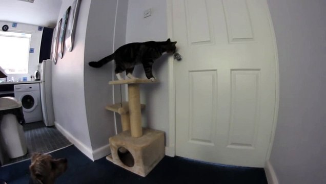 Cat opens door for Dog - Кот открывает дверь для собаки !