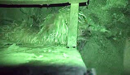 Rescatan un perro vagabundo que vivía en una alcantarilla