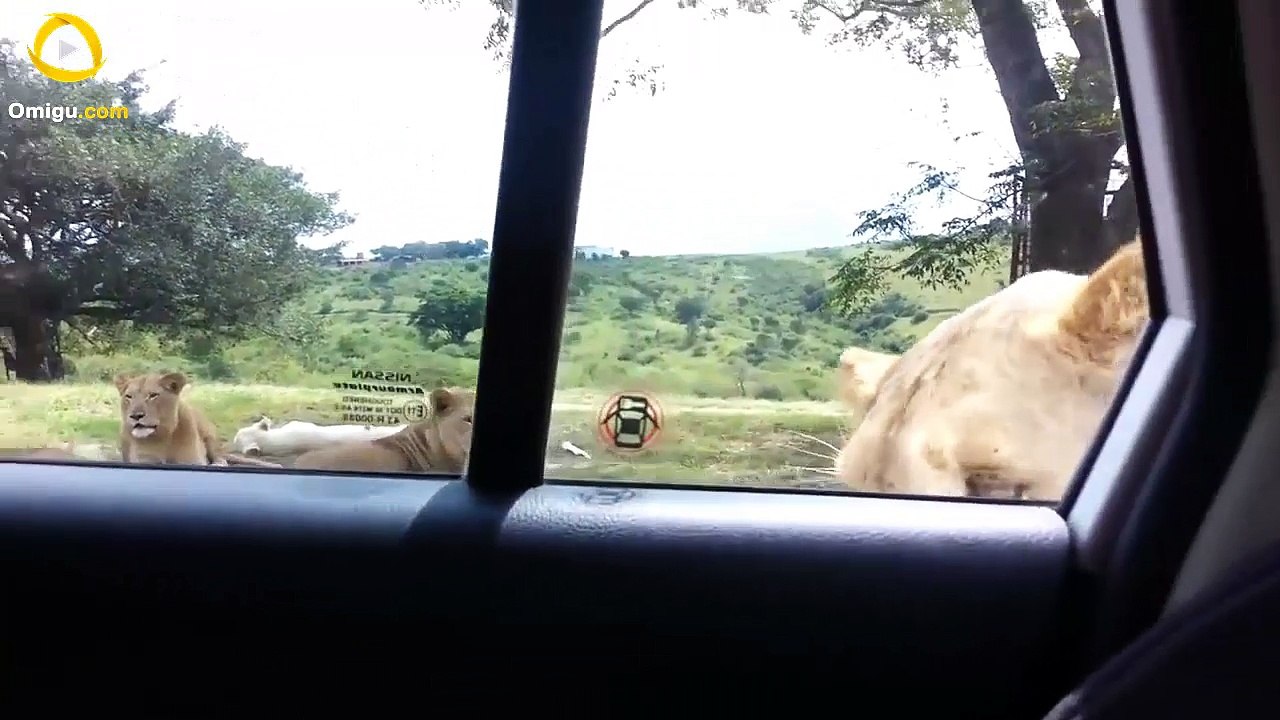 Lion Opens Car Door