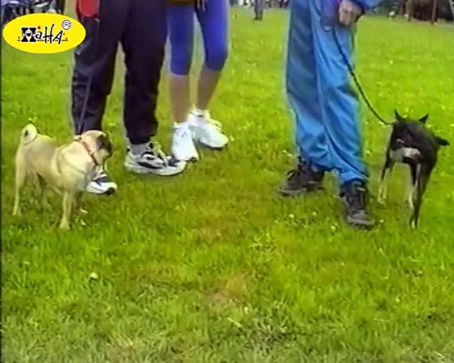 HahaTV - Worlds Funniest Dogs 2012