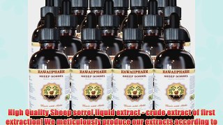 Sheep Sorrel Liquid Extract Organic Sheep Sorrel (Rumex acetosella) Tincture 15x4 oz