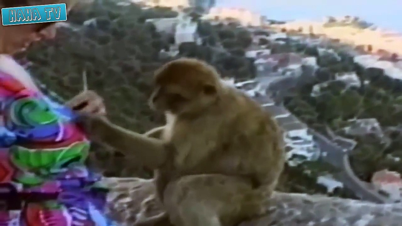 HahaTV - CRAZY Animal Attack Videos