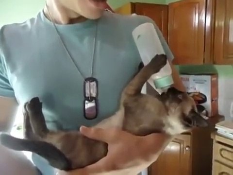 FUNNY Kitten Drinks Milk From - UNBELIEVABLE - Кот сам пьет молоко из бутылки !