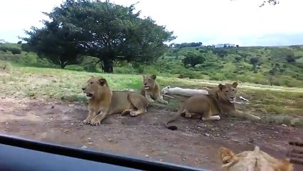 La lionne ouvre la portière de la voiture