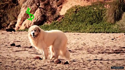 Malibu Liners skimboarding - Jackson Tenny - joog Squad  TOEKNEE MEDIA