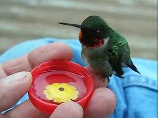 hummingbird-eating-drinking-Amazing-video-Must-Watch