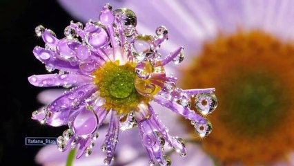 Gheorghe Iovu - Tears for Diana (Relaxing Music Therapy)