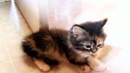 [FNE]  Clumsy Animals Compilation