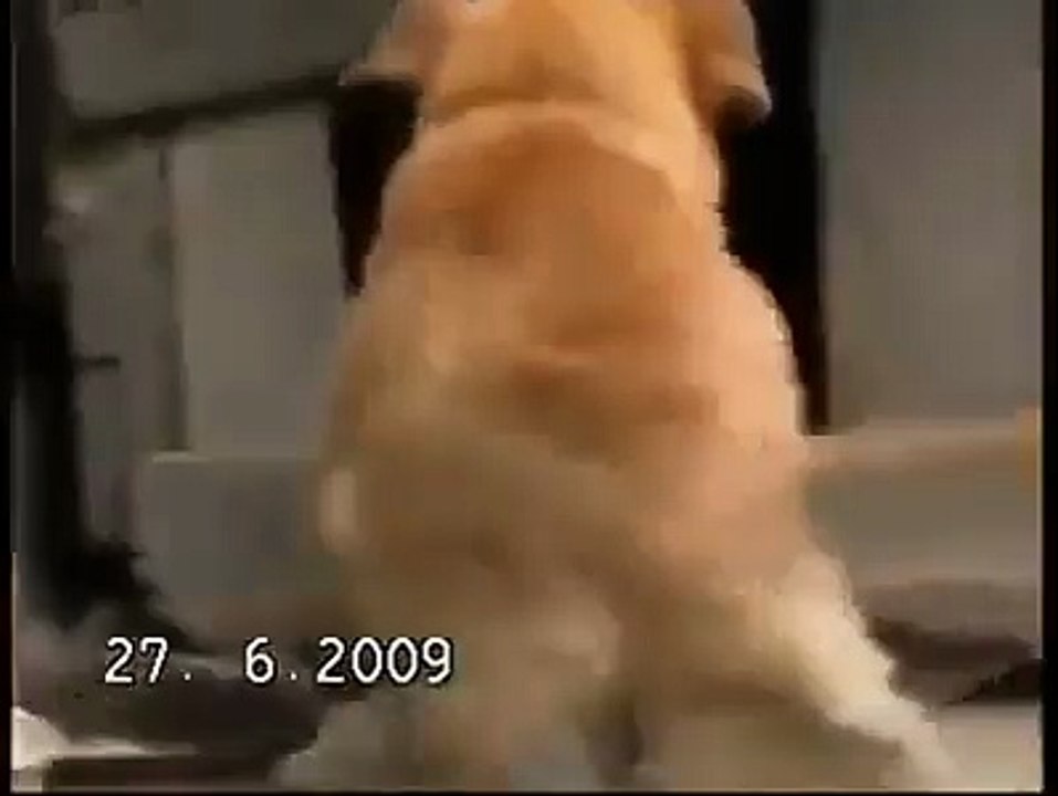 سبحان الله  الرحمة عن الحيوان