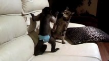 Stubborn Monkey vs Angry Cat - Epic Fight ! Упертая Мартышка против Кота ! Жесть !