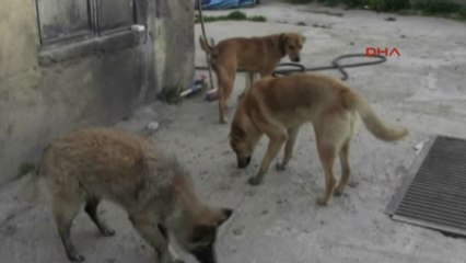 Bursa?da Bir Köpek Skandalı Daha
