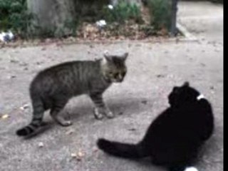 Victor, un gato pardo