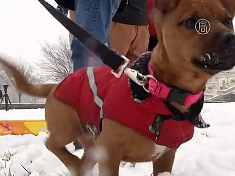 У Капитолия покатались на санках, несмотря на запрет