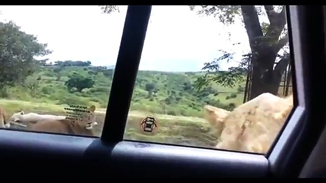 Lion Manages To Open Family's Car Door Lion Opens Car Door with its TEETH
