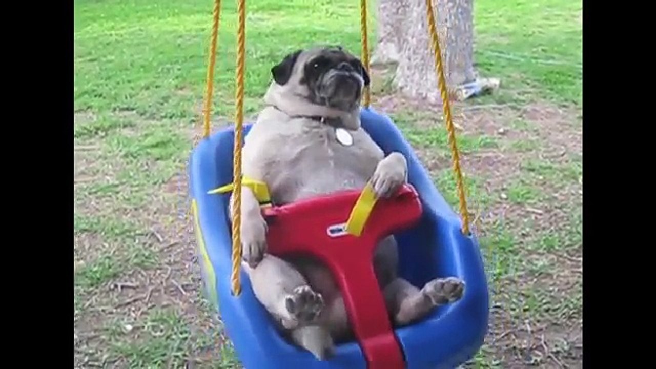 [FNE]  Pugs Are Awesome Compilation