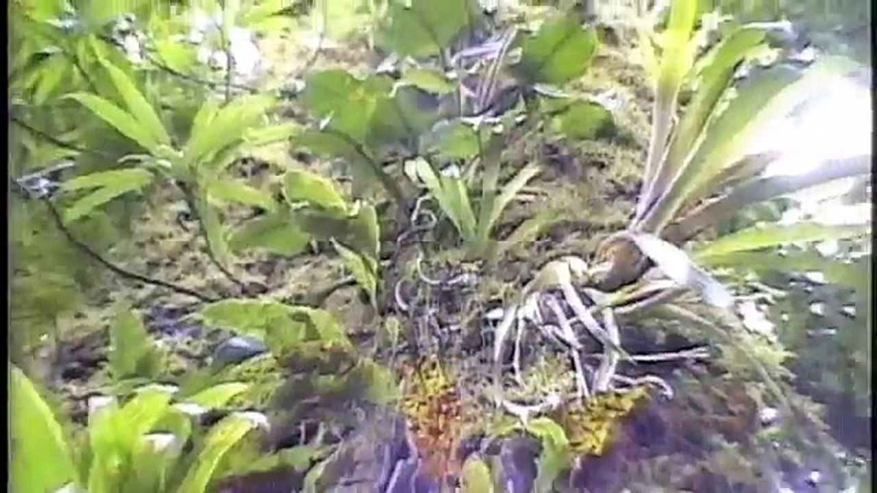The Endangered Panama Golden Toad