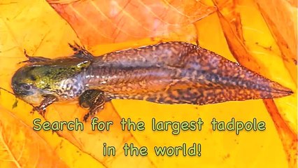 The Paradox Frog, largest tadpole in the world!