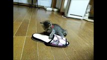 可愛い子猫　ゆうた