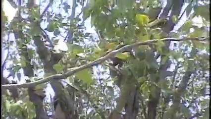 The White-throated monitor I caught in Africa!