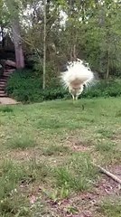 So Sweet White Peacock Styles