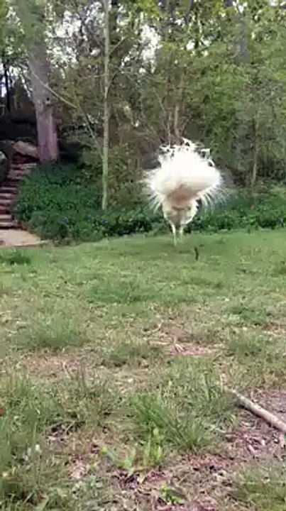 So Sweet White Peacock Styles