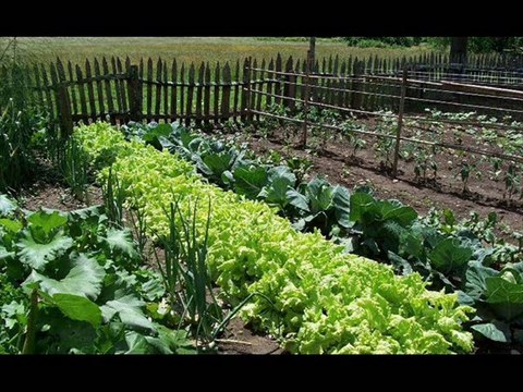 Organic vegetables farming aur very useful tips by Dr.Ashraf Sahibzada
