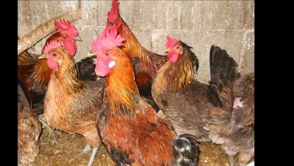 Gesù si rifiuta di uccidere l'agnello