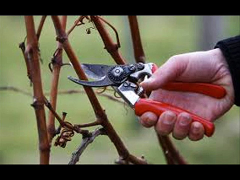 Tree Plantation aur training pruning by Dr.Ashraf Sahibzada