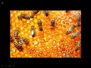 Tadabburul-Quran: Shahed Ki Makkhi: By Dr. Murtuza bin Baksh: 1/2