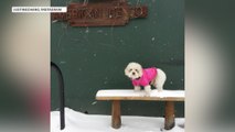 D.C. dogs and cats find fun in the snow