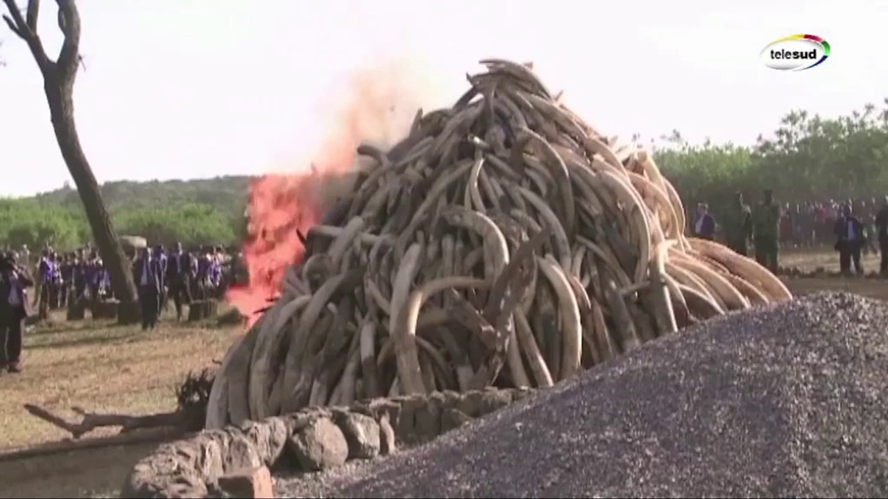 Kenya :  Kenyatta brule 15 tonnes d'ivoire