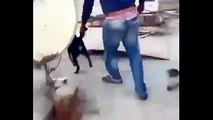 مصريان يعذبان كلباً ويلقونه من سطح بناية حياً - YouTube