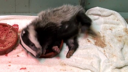 Badger cubs having a good scratch