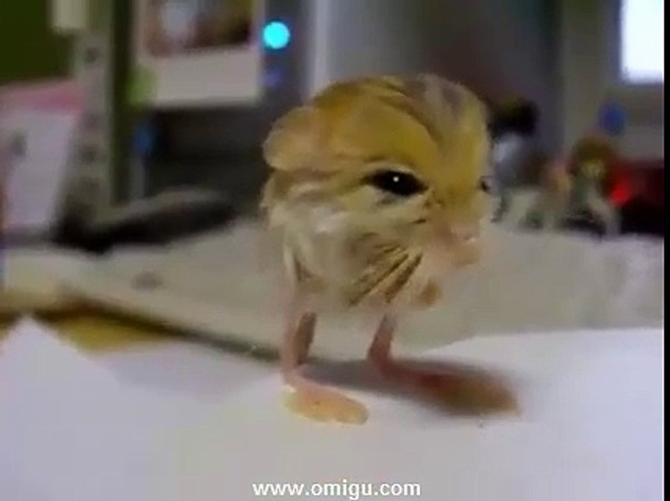 What is this ?