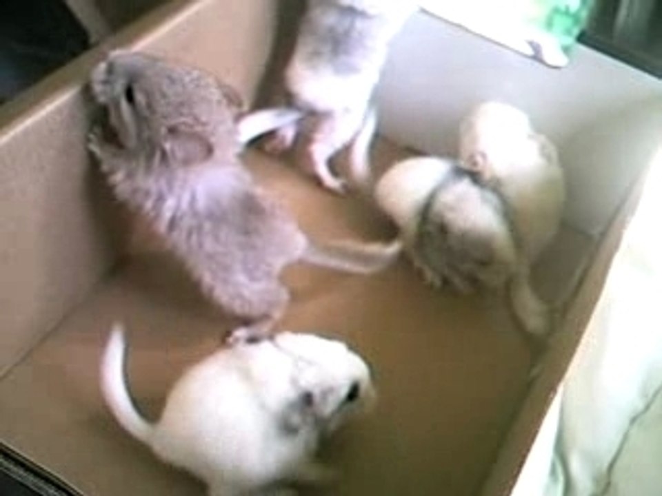 bb chinchilla