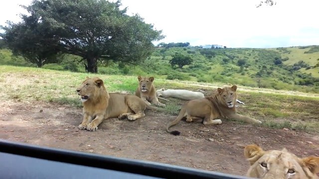 Lion opens car door