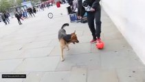 MAN vs DOG - Sean Garnier vs Chien - Freestyle