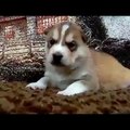 Husky Learning To Howl!